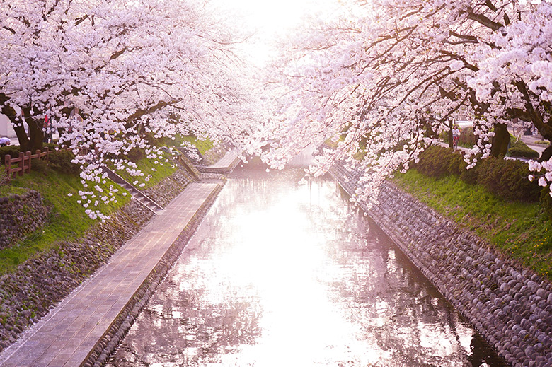 桜をピンク色に撮りたい カメラの設定と加工の仕方 こへログ