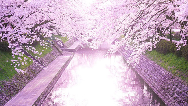 桜をピンク色に撮りたい カメラの設定と加工の仕方 こへログ